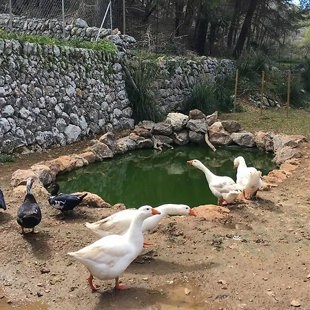 Ses Fontanelles
